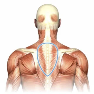 Illustration showing upper back release movement with highlighted shoulder and spine areas