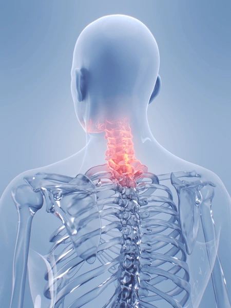 Illustration of spine alignment flow showing vertebral points and gentle movement pathways